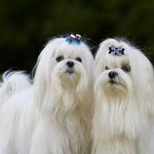 Día de baño para mantener a nuestros cachorros limpios y felices.